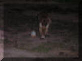 Una foto del verano de 2006, el zorro visitando Valdanzuelo