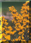 La flor amarilla de la aliaga desmiente su aspecto áspero y secano.
