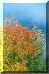 Árboles de colores en el otoño.